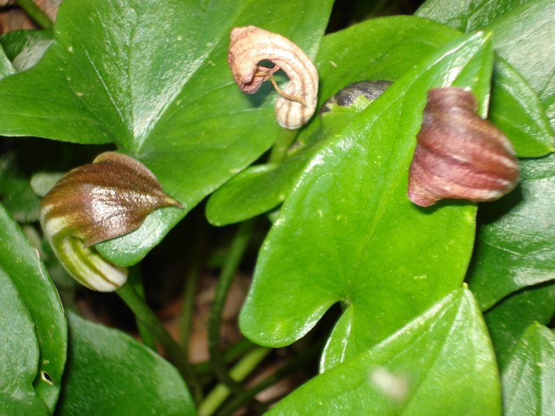 Arisarum vulgare - Arisario comune